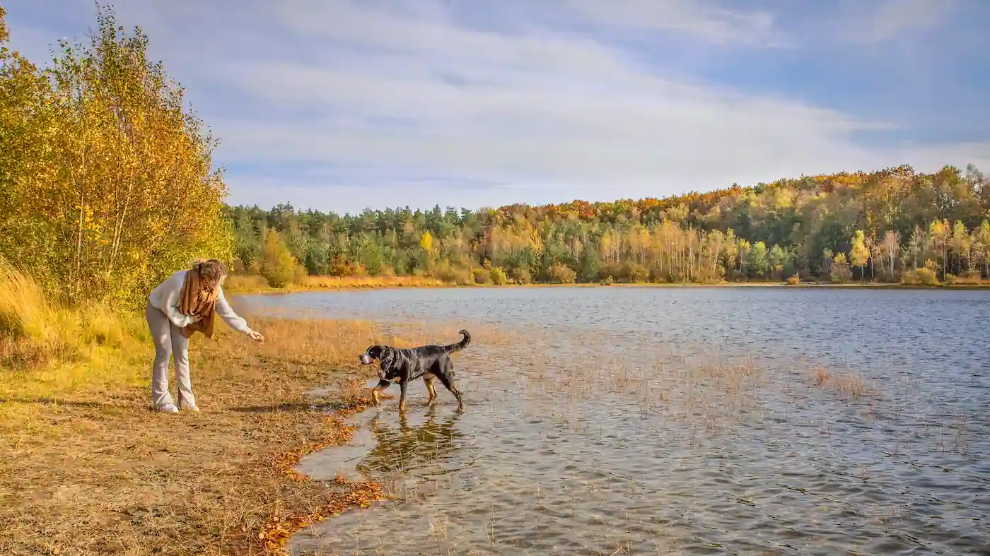 Wandelen met je hond in de losloopgebieden van Drenthe