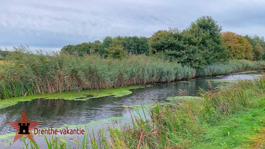 Kanalen met riet en waterplanten.