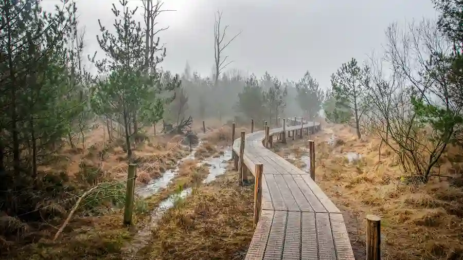 Wandelpad Kronkelend langs naaldbomen.