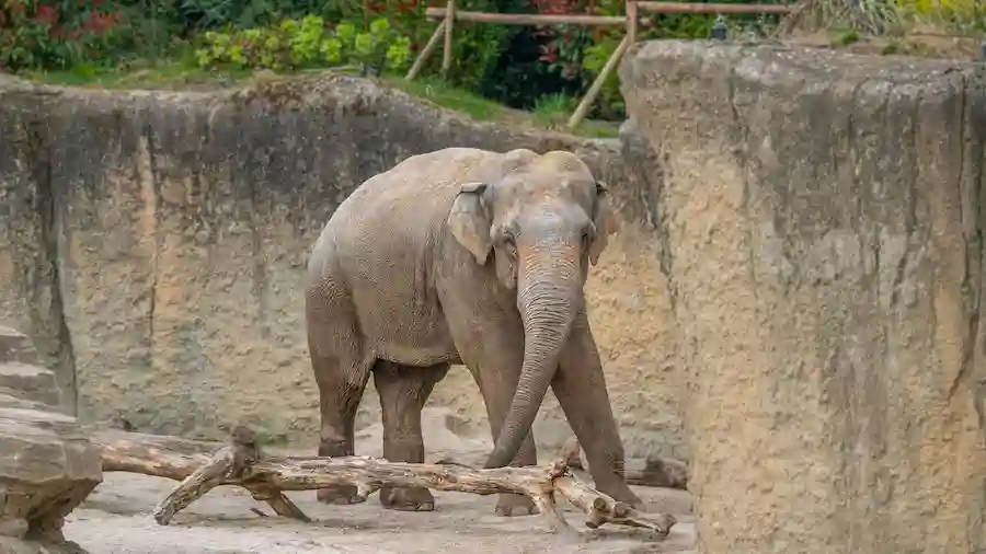 Olifant Yadanar