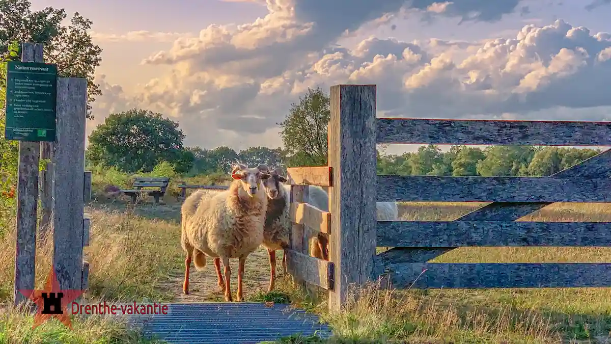 Drentse schapen in natuurgebied.